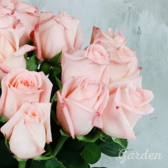 25 нежно-розовых роз
